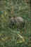 enhornad_noshorning.htm (131105 byte)