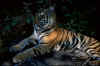 indien_tiger4+_costum.htm (161700 bytes)