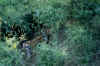 indien_tiger5++_costum.htm (351314 bytes)