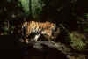 tiger_strimmig.htm (149065 byte)